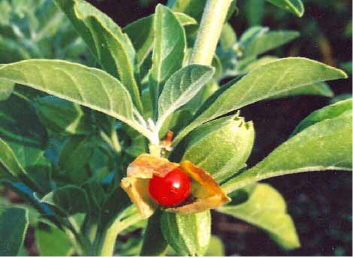 Artemisia Annua ( Artemisinin )